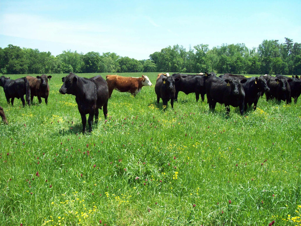 Which Electric Fence Charger do I need?