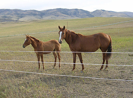 How does an Electric Fence work?