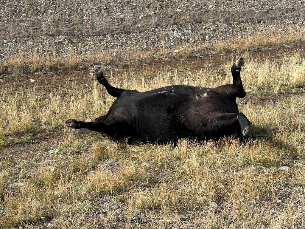 High power fence chargers