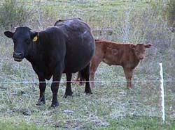 Grants for Animal Agriculture | Cyclops Electric Fence Charger