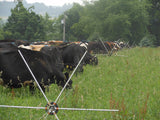 Gallagher Tumble Wheel moving electric fence with beef cattle