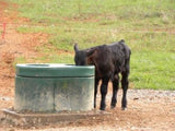 Energy Free Waterer