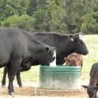 Lapp 2 Hole Energy Free Waterer