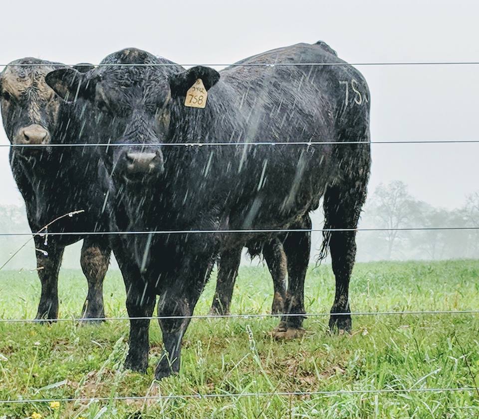 Best electric fence for cattle