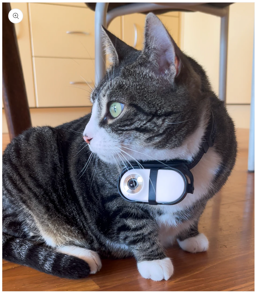 Got farm cats? Do you want to see where they go on the farm?