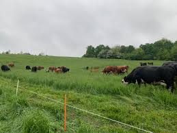 Electric fence solutions for Beef Cattle